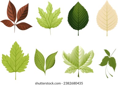 Vector set of leaves on white background