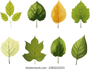 Vector set of leaves on white background