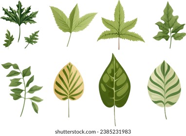 Vector set of leaves on white background