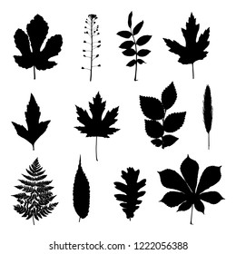 Vector set of leaves silhouette isolated on white background