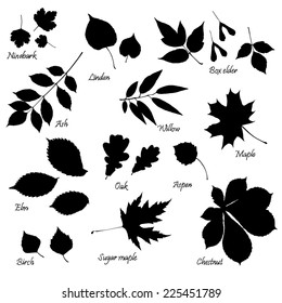 Vector set of leaves silhouettes with hand-written common names of trees and bushes on white background. Linden, ash, oak,maple, box elder, sugar maple, chestnut, birch, elm, willow, aspen, ninebark.