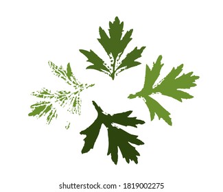 Vector set leaves stamp print. Green plants collection. Hand drawn floral elements for your design