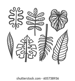 Vector set of leaves of tropical plants. Hand drawing of of tropical leaves