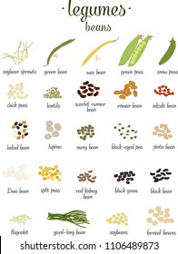 Vector set of  Legumes and beans.   Collection of Soybean sprouts, green bean, mung bean, scarlet runner bean, pinto bean, split peas in flat style. Vector illustration isolated on white background.