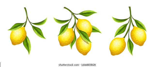 Vector set of lemon branches with fruit and leaves isolated on a white background.