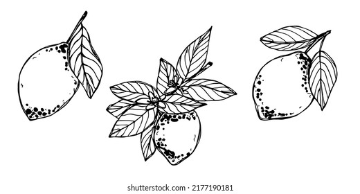 Vector set of lemon clipart. Hand drawn citrus icon. Fruit illustration. For print, web, design, decor, logo.