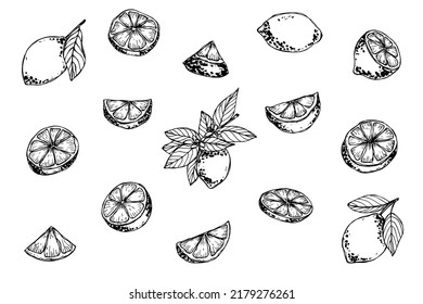 Vector set of lemon clipart. Hand drawn citrus icon. Fruit illustration. For print, web, design, decor, logo.