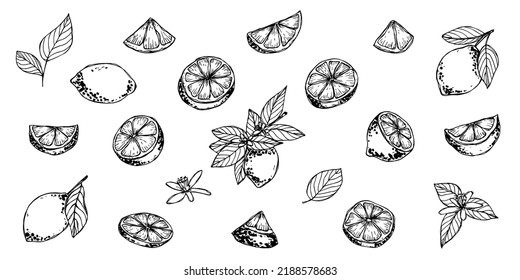 Vector set of lemon clipart. Hand drawn citrus icon. Fruit illustration. For print, web, design, decor, logo.