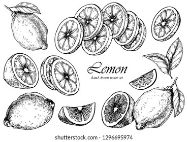 Vector set of lemon fruits. Hand drawn illustration. Isolated elements for design.