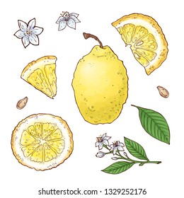Vector set of lemon fruits. Isolated elements for design.