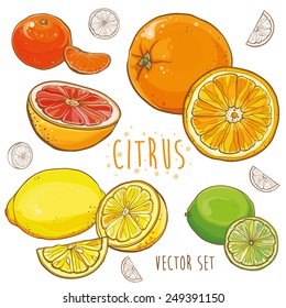Vector set with lemon, lime, orange, tangerine, grapefruit. Bright illustration of juicy citrus fruits. eps 10