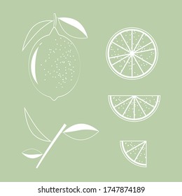Vector set of lemon white silhouette. Whole, half, quarter, cross section and twig with leaves.