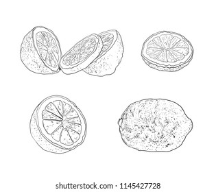 Vector Set of Lemons, Citrus, Vintage Black and White Drawings Isolated on White Background, Hand Drawn Icons Collection.