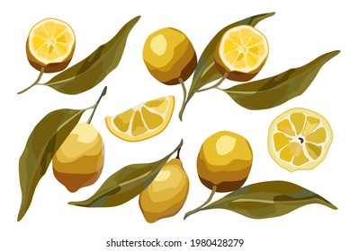 Vector set of lemons whole and sliced. For summer design, lemonade, restaurant menu, desserts