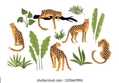 Vector set of leopards and tropical leaves. Trendy illustration.