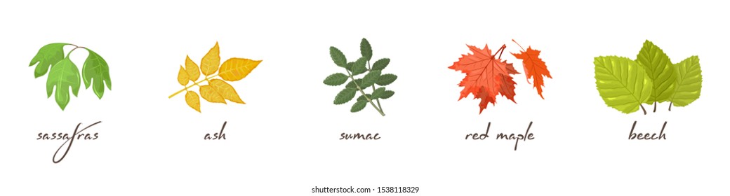 Vector set with lettering and vector icons of sassafras, ash, sumac, maple, beech. Autumn sale design elements for banners, posters, flyers, advertisement. Cartoon collection isolated on white.