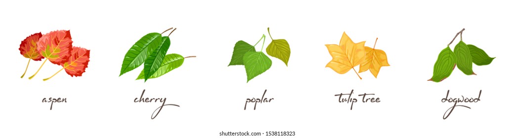Vector set with lettering and vector illustrations of aspen, cherry, poplar, tulip tree, dogwood. Ecological problems, environmental pollution, deforestation, wildfires, nature protection concept.