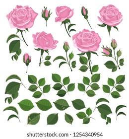 Vector set of light pink roses with leaves and buds on white background