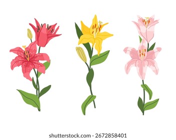 Vector set of lily flower branch, isolated on a white background. Detailed botanical illustration for packaging, textiles, wedding stationery, wallpaper and branding