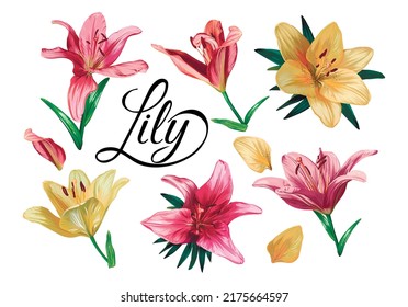 Vector set of lily flowers on a white background. Vector illustration. Hand drawing.