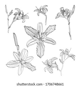 vector set of lily sketch on white background for decoration.