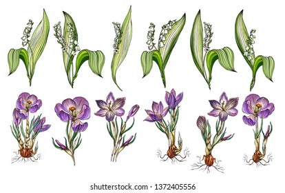 Conjunto de Vector de Lirio del valle y flores de Crocus