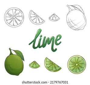 Vector set of lime illustration, lime slices in cartoon and sketch style. Hand- drawn illustration for menu design, poster or banner, cafe, shop design, decoration of postcard, cover.