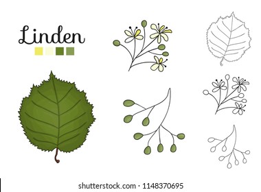 Vector set of linden tree elements isolated on white background. Botanical illustration of linden leaf, brunch, flowers, fruits, ament, cone. Black and white clip art