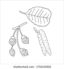 Vector set of line alder tree elements isolated on white background. Botanical illustration of alder leaf, brunch, flowers, fruits, ament, cone. Black and white clip art