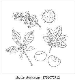 Vector set of line chestnut tree elements isolated on white background. Botanical illustration of chestnut leaf, brunch, flowers, nuts. Black and white clip art.