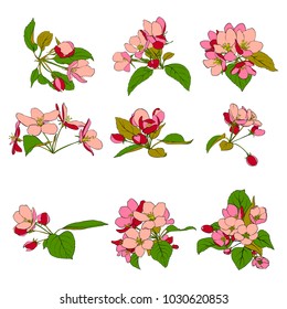 vector set of line drawing apple tree blossoms and leaves, hand drawn illustration