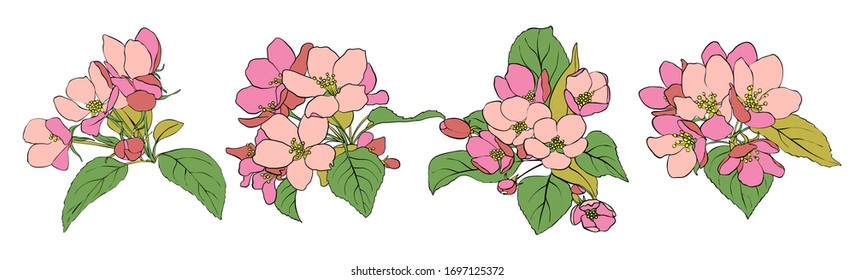 vector set of line drawing apple tree blossoms and leaves, hand drawn illustration