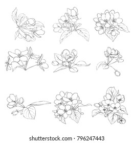Apple Blossom Drawing Images Stock Photos Vectors Shutterstock