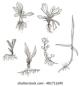 Vector set of line drawing wild flowers, herbs and grass with leaves and roots, isolated plants, botanical illustration in vintage style, monochrome floral set, hand drawn illustration