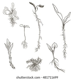 Vector set of line drawing wild flowers, herbs and grass with leaves and roots, isolated plants, botanical illustration in vintage style, monochrome floral set, hand drawn illustration