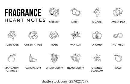 Vector set line icon aromatic notes perfume