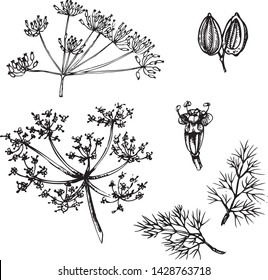 Vector Set Linear Illustrations Dill Stock Vector (Royalty Free ...