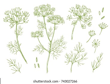 vector set of linear illustrations of dill, sulfur root sketch, fennel 