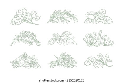 Vector set of linear illustrations with spices and herbs, basil, parsley, coriander, rosemary, cinnamon, chili, pepper, thyme, turmeric, black pepper, ginger, oregano, cumin, poppy, garlic, dill