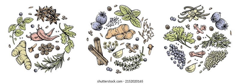 Vector set of linear illustrations with spices and herbs, basil, parsley, coriander, rosemary, cinnamon, chili, pepper, thyme, turmeric, black pepper, ginger, oregano, cumin, poppy, anise, garlic