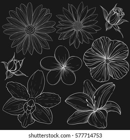 Vector set of linear silhouette outline sketches of various flowers isolated on dark background. Lily, rose, orchid