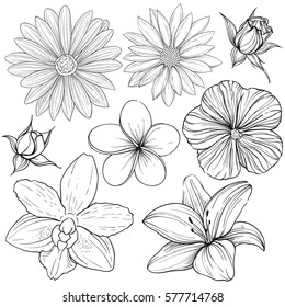 Vector set of linear silhouette outline sketches of various flowers isolated on white background. Lily, rose, orchid