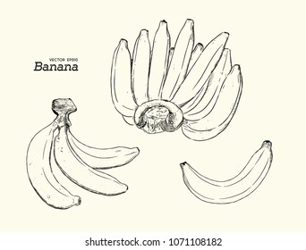 Vector Set of Line-Art Bananas. Overripe Banana, Single Banana ,Banana fruit, bunch. Organic nutrition healthy food. Engraved hand drawn vintage retro vector illustration. 