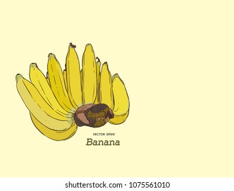 Vector Set of Line-Art Bananas. Overripe Banana, hand rdaw sketch vector. Banana fruit, bunch. Organic nutrition healthy food. Engraved hand drawn vintage retro vector lucuma illustration. 