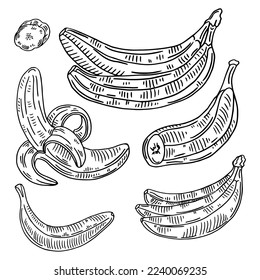 Vector Set of Line-Art Bananas. Overripe Banana, Single Banana , Peeled Banana, Bunch of Bananas.