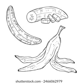 Vector Set of Line-Art Bananas. Overripe Banana, Single Banana , Peeled Banana, Bunch of Bananas.