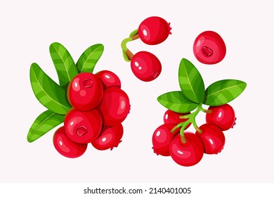 Conjunto vectorial de lingonberry con hojas aisladas en un fondo blanco.