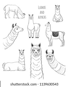 Vector set of llamas and alpacas. Funny sketches in cartoon style on a white background