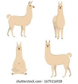 Vector set of llamas in different poses. Cute animals in cartoon style.
