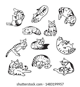 vector set lovely cat. line drawing